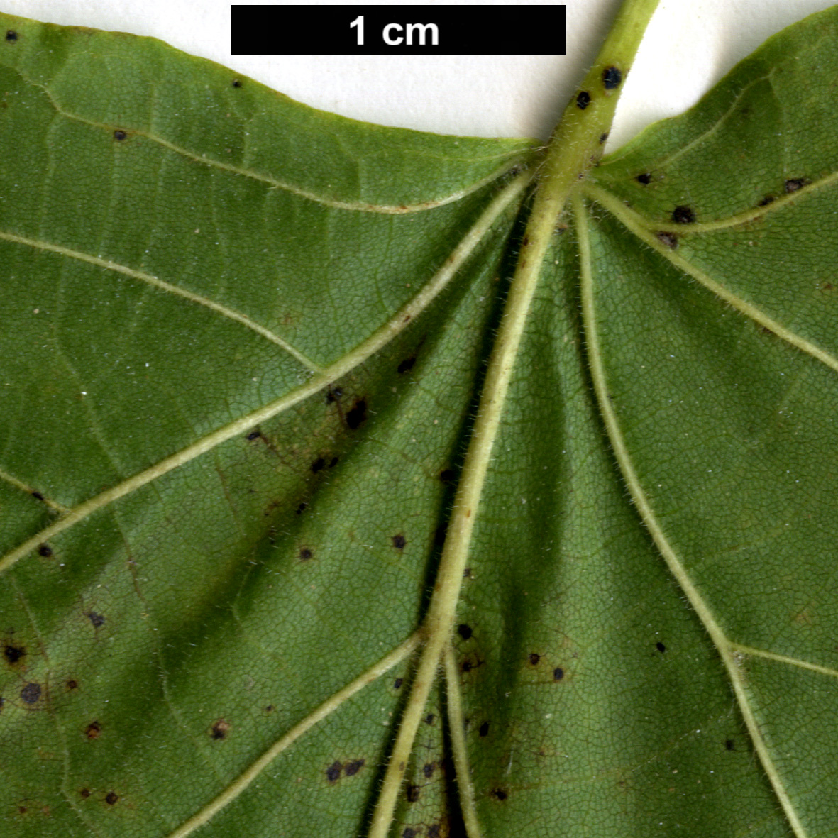 High resolution image: Family: Malvaceae - Genus: Tilia - Taxon: platyphyllos - SpeciesSub: subsp. corinthiaca